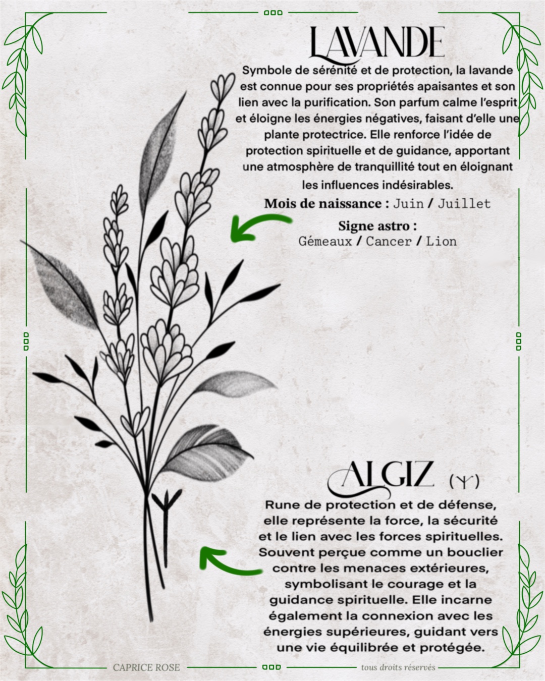 Lavande (runes florales)