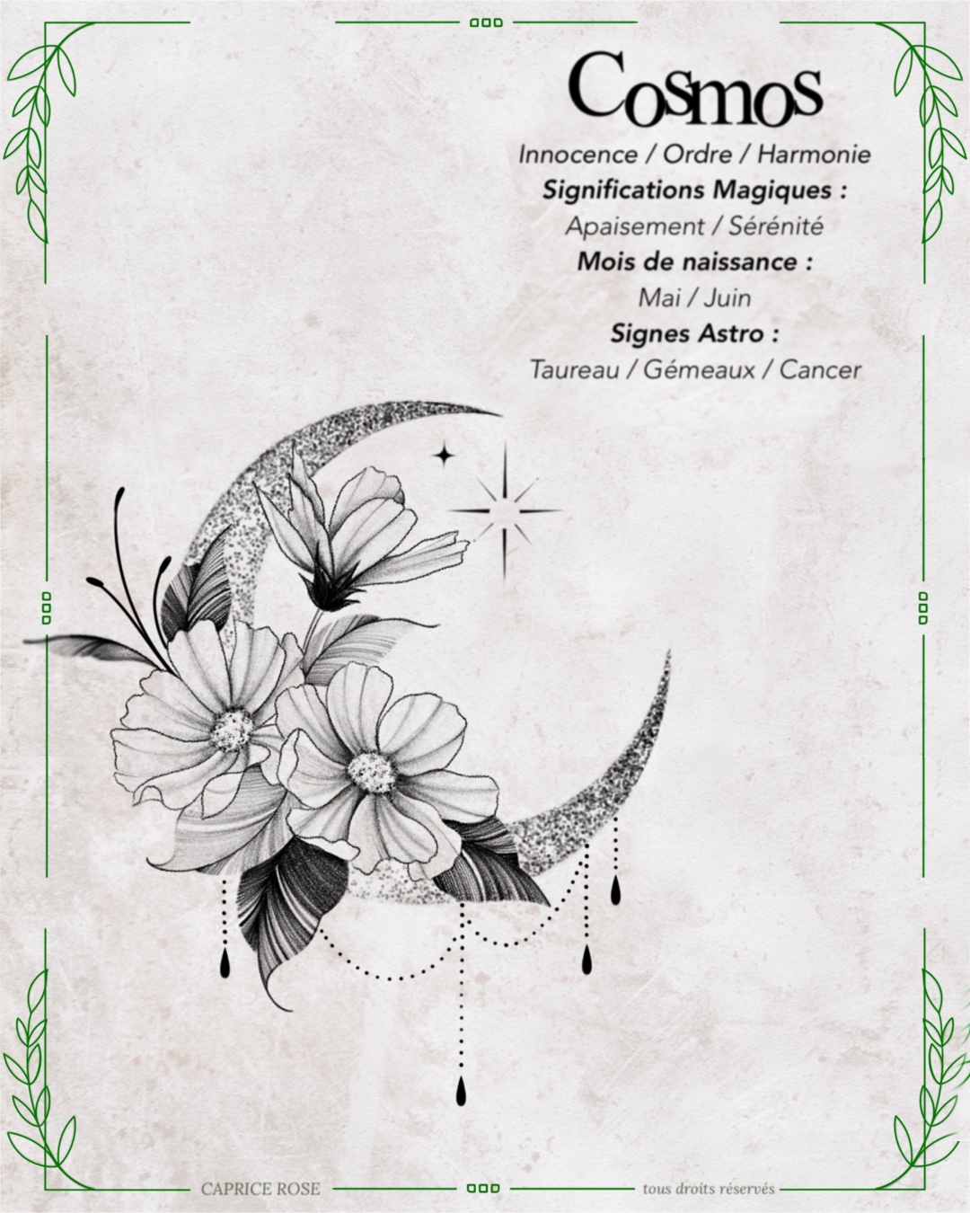 Cosmos (lunes florales)