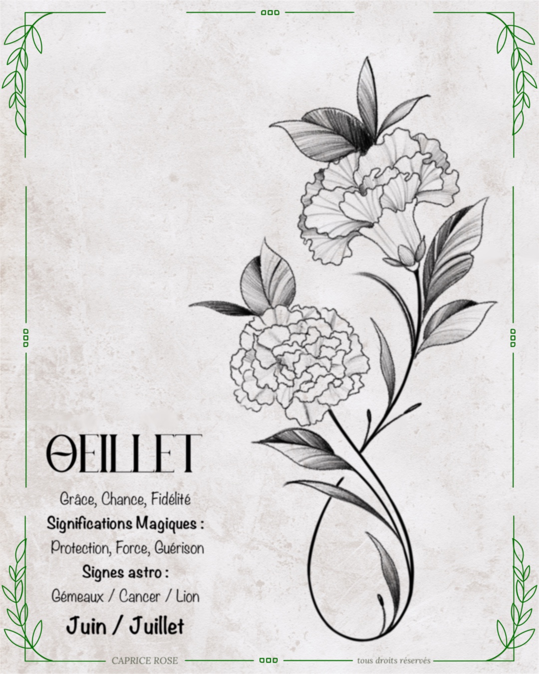 Œillet (infinity floral)